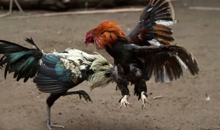 Sảnh Đá Gà Sabong Tại 98Win quy tụ nhiều chiến kê dũng mãnh