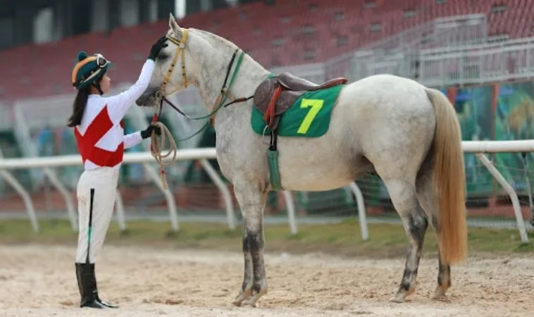 Cần phân tích kỹ về ngựa chiến trước khi tham gia cá cược đua ngựa 98Win